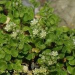 Polycarpon polycarpoides Libunga