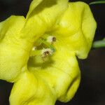 Aureolaria flava Flor