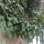 Ficus benjamina ᱥᱟᱠᱟᱢ