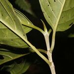 Amaioua pedicellata Bark