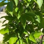 Magnolia liliiflora List
