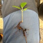 Quercus agrifolia Hábito