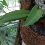 Maxillaria rufescens Leaf