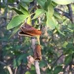 Schrebera alata Fruit