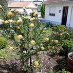 Leucospermum cordifolium Habit