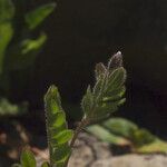 Polemonium pulcherrimum Leaf