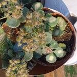 Sedum sieboldii Hoja
