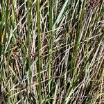 Juncus acutus Blad