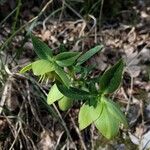 Helleborus multifidus Blatt