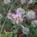 Lomelosia stellata Blüte