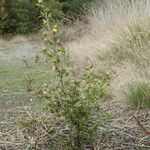 Dittrichia graveolens Habit