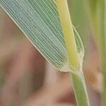 Dichanthium annulatum Leaf