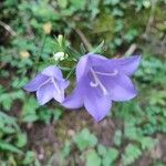 Campanula persicifoliaFlower