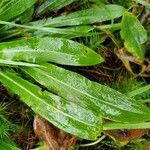 Stokesia laevis Folha