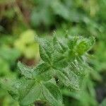 Cruciata pedemontana Leaf