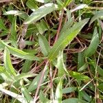 Aspilia montevidensis Leaf
