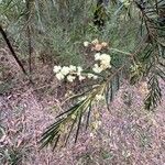 Acacia linifolia Flower