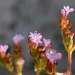 Valeriana calcitrapae Blüte