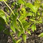 Monarda bradburiana Blad