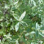 Salix integra ഇല