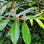 Prunus laurocerasus Hostoa