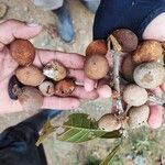 Pouteria triplarifolia Fruto