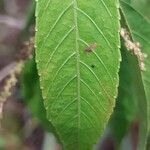 Acalypha diminuta Leaf