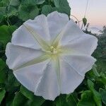 Ipomoea alba Blüte