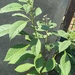 Solanum umbellatum Leaf