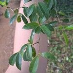 Syzygium paniculatum葉