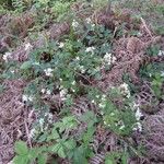 Rubus bertramii Blomma