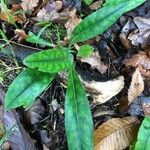 Pulmonaria longifolia 葉