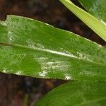 Renealmia guianensis Лист