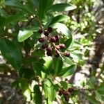 Embelia angustifolia Fruit