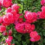Rosa gallica Anders