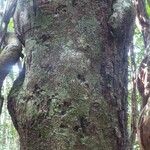 Pouteria cayennensis Kabuk