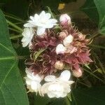 Clerodendrum chinense Kwiat