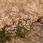 Heuchera rubescens Habit