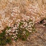 Heuchera rubescens Celota