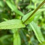 Stachys palustris 葉