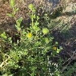 Grindelia integrifolia 整株植物