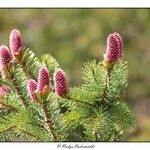 Abies koreana Vrucht