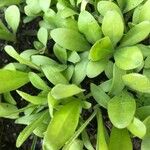 Osteospermum spp. Fuelha