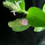 Rostellularia mollissima