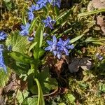 Scilla verna Flower