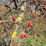 Crataegus laciniata Fruit