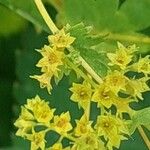 Alchemilla vulgaris Flower