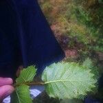 Quercus × auzendei Ліст