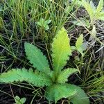 Cirsium palustreFoglia