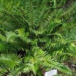 Polystichum munitum Habitat